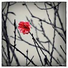 Nhạc Hoa Mang Chủng Âm Khuyết Thi Thính