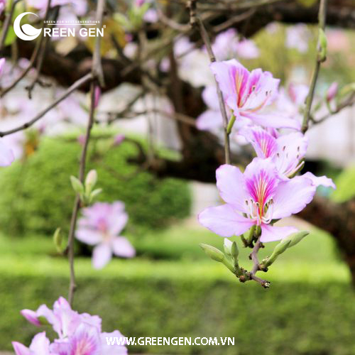 Liên Khúc Gặp Nhau Giữa Rừng Mơ